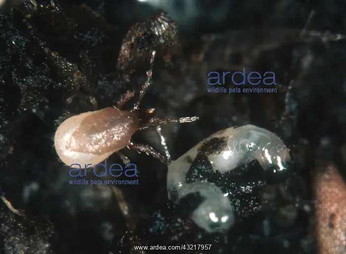 : Predatory mite eats fly larva : Predatory mite eats fly larva