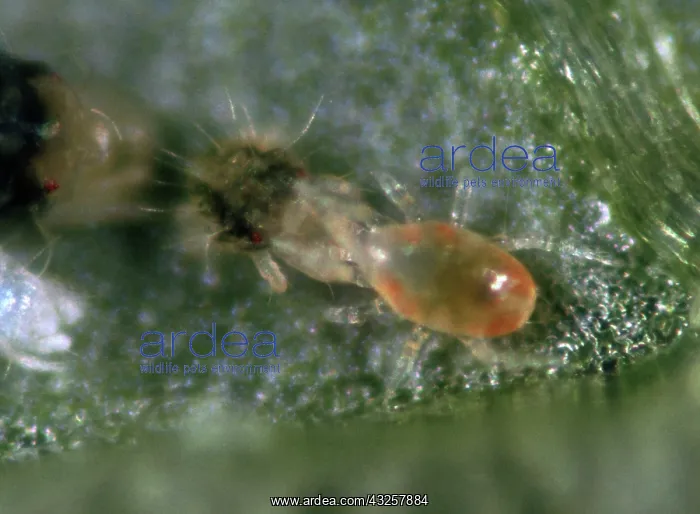 : Predatory mite feeds on prey : Predatory mite feeds on prey