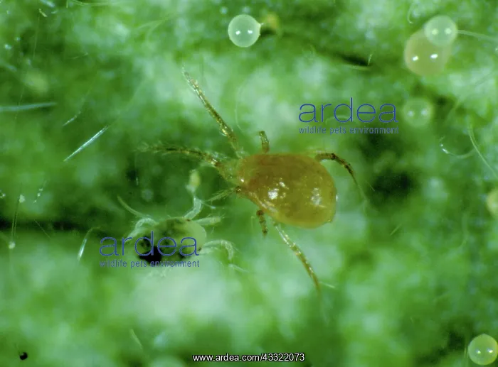 : Mites. Predatory mite (Phytoseiulus persimilis) and two-spotted spider mite : Mites. Predatory mite (Phytoseiulus persimilis) and two-spotted spider mite