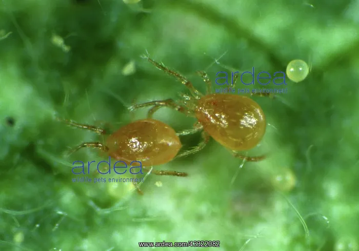 : Mites. Predatory Mite (Phytoseiulus persimilis) used in the control of : Mites. Predatory Mite (Phytoseiulus persimilis) used in the control of
