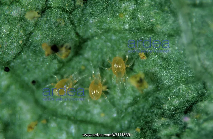 : Predatory mites : Predatory mites