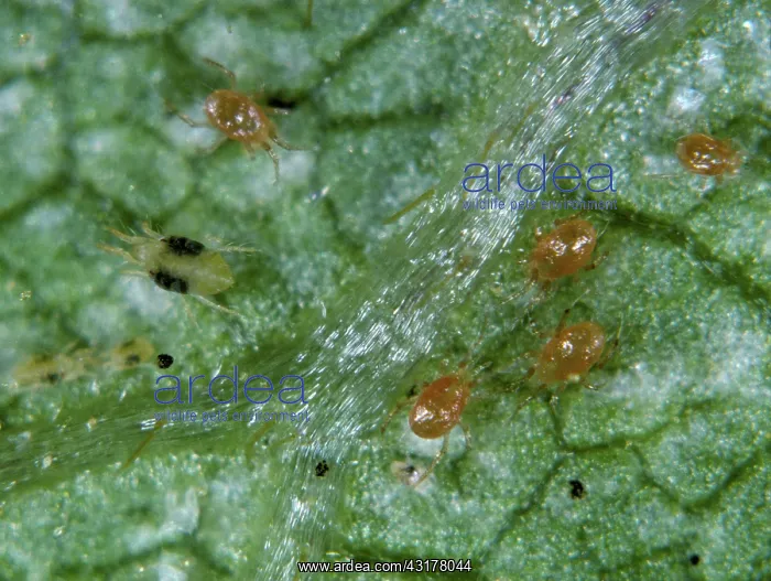 : Predatory mites : Predatory mites