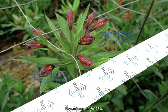  : Predatory mites used in greenhouse
