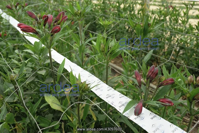 : Predatory mites used in greenhouse : Predatory mites used in greenhouse