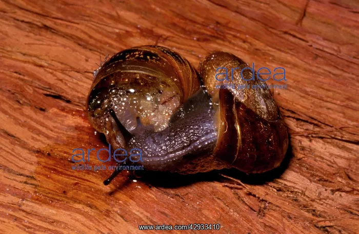 : Predatory snail - attacking the introduced garden : Predatory snail - attacking the introduced garden