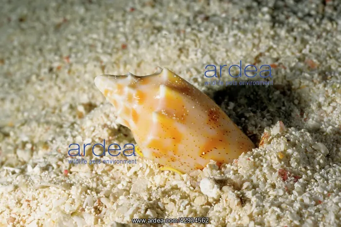 : A predatory snail, a volute burying itself in sand : A predatory snail, a volute burying itself in sand