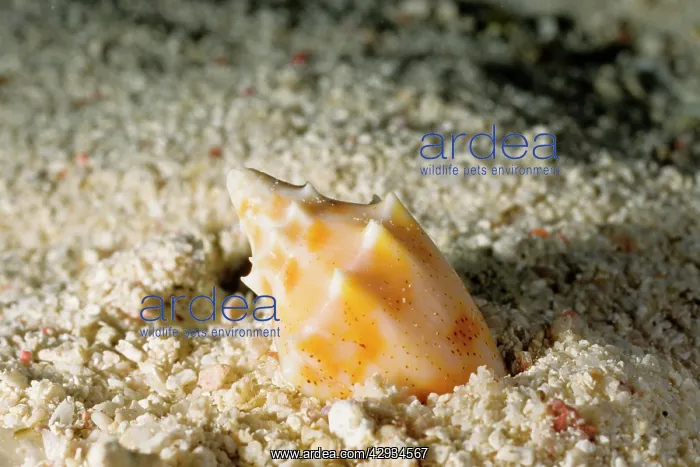 : A predatory snail, a volute burying itself in sand : A predatory snail, a volute burying itself in sand