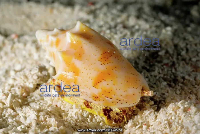 : A predatory snail (volute) sniffing water through : A predatory snail (volute) sniffing water through