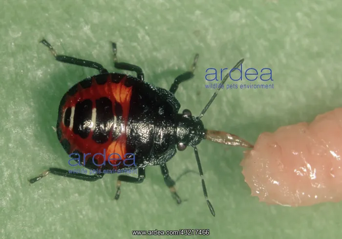 : Predatory stink bug : Predatory stink bug