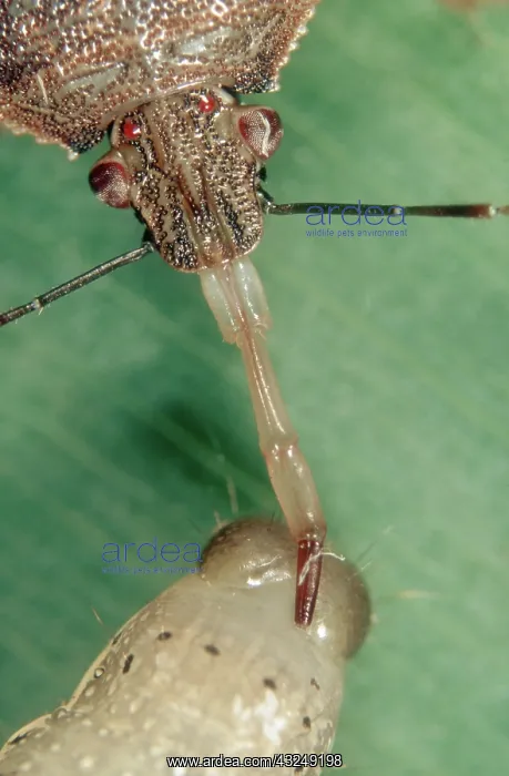 : Predatory stink bug with prey : Predatory stink bug with prey