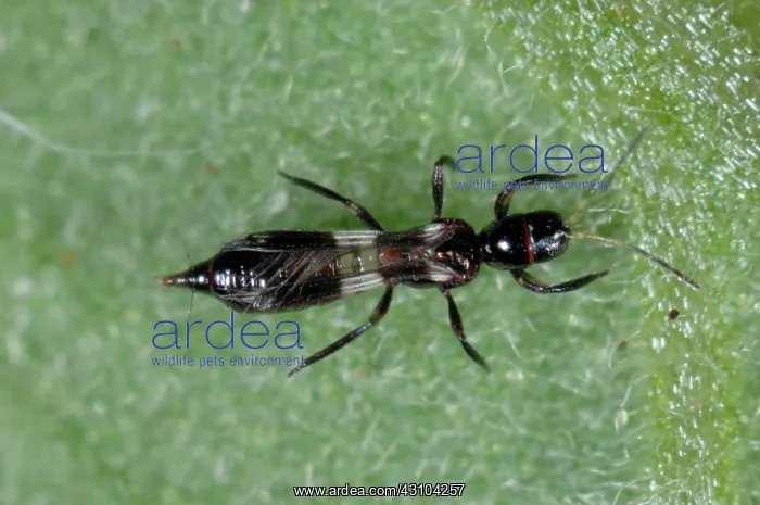: Predatory thrips adult : Predatory thrips adult