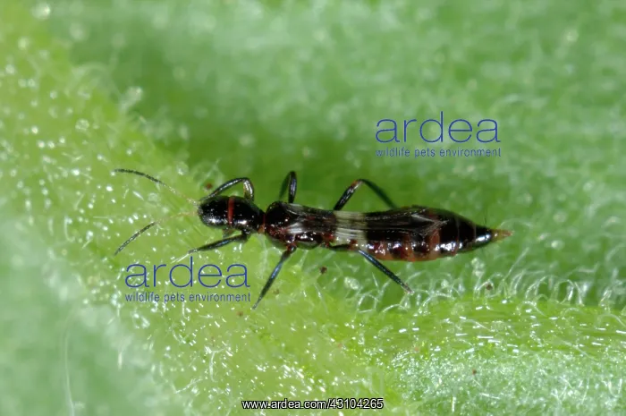 : Predatory thrips adult : Predatory thrips adult