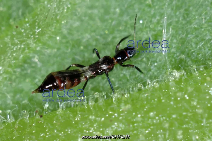 : Predatory thrips adult : Predatory thrips adult
