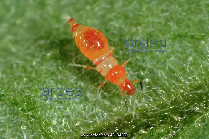 : Predatory thrips (Franklinothrips vespiformis) larva : Predatory thrips (Franklinothrips vespiformis) larva