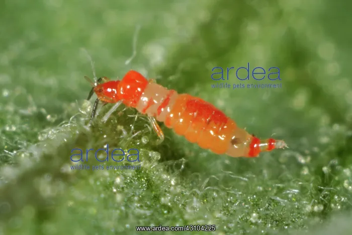 : Predatory thrips larva : Predatory thrips larva