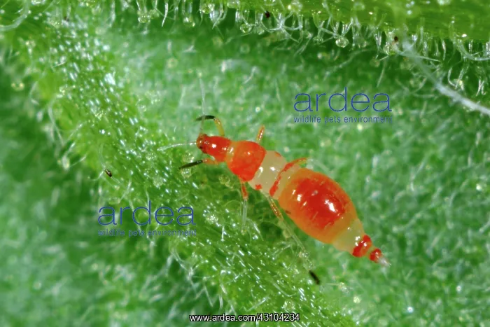 : Predatory thrips larva : Predatory thrips larva