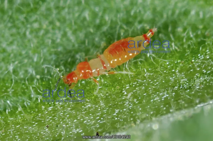 : Predatory thrips larva : Predatory thrips larva