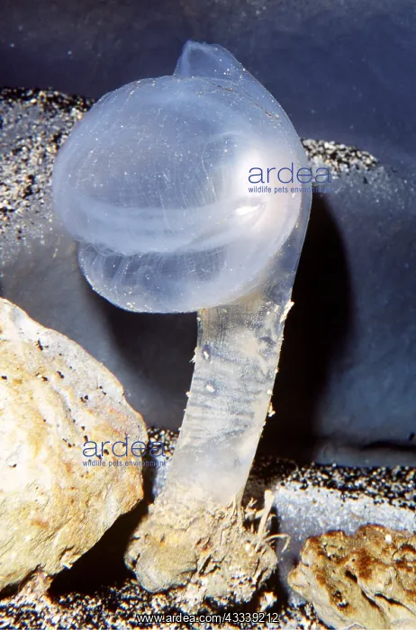 : Predatory Tunicate Sea Squirt : Predatory Tunicate Sea Squirt