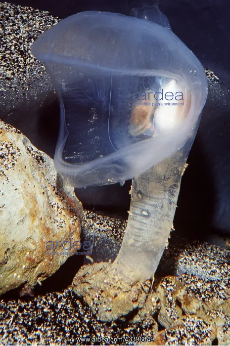 : Predatory Tunicate SEA SQUIRT : Predatory Tunicate SEA SQUIRT