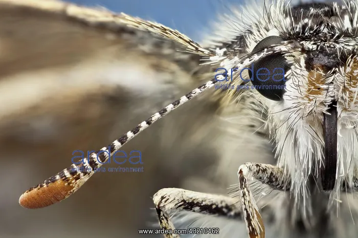 : The preferred habitat of the (adonis) blue is ca : The preferred habitat of the (adonis) blue is ca