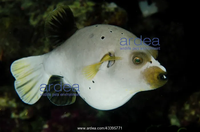 : Pregnant Blackspotted Puffer : Pregnant Blackspotted Puffer