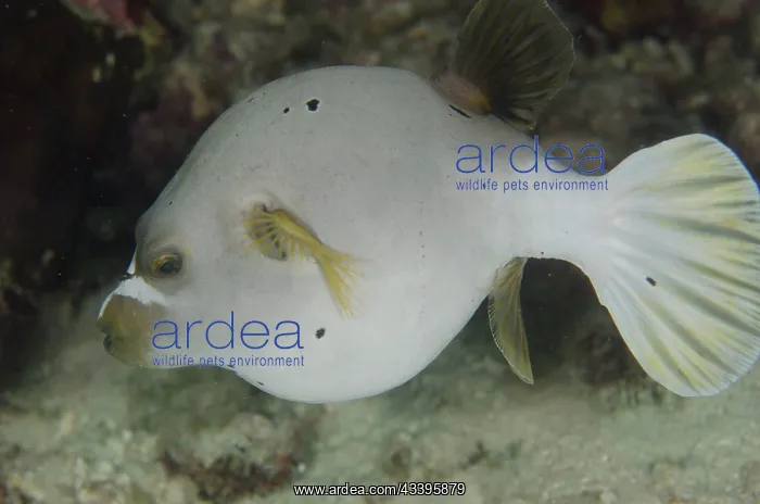 : Pregnant Blackspotted Puffer : Pregnant Blackspotted Puffer