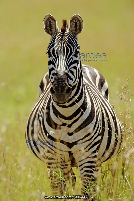 : Pregnant Burchelli's Zebra, Equus burchellii : Pregnant Burchelli's Zebra, Equus burchellii