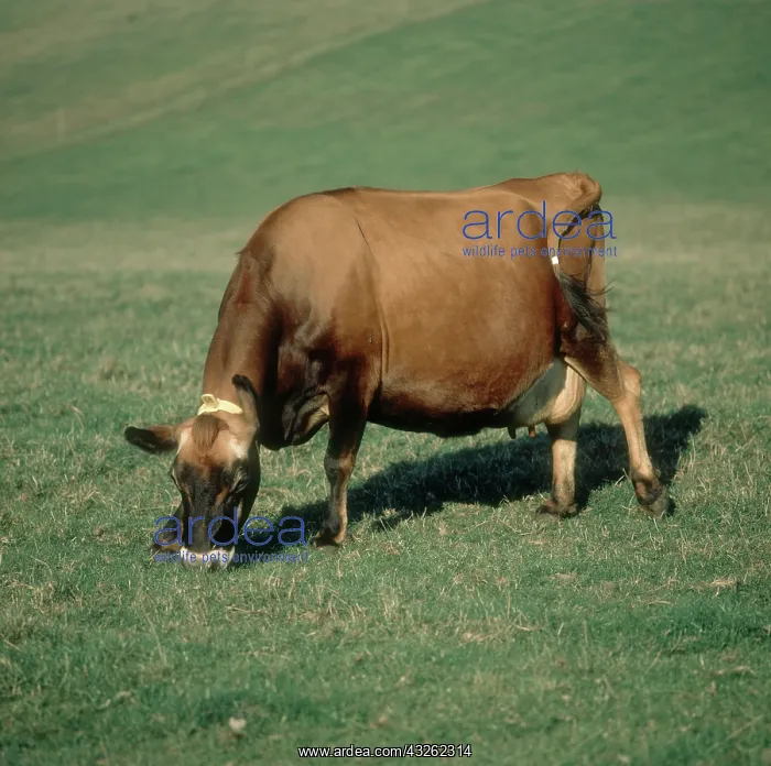  : Pregnant Jersey Cow