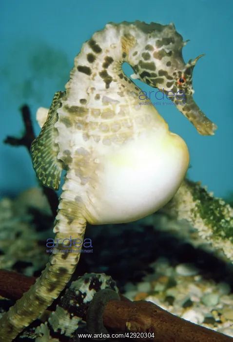 : Pregnant Seahorse - male : Pregnant Seahorse - male
