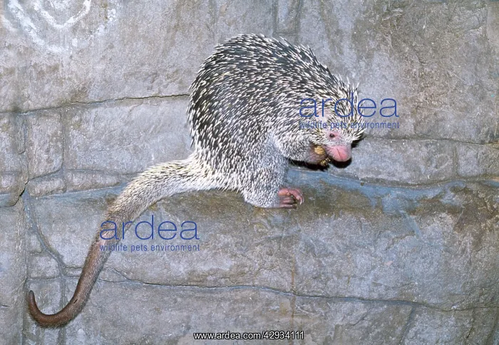 : Prehensile-tailed / Brazilian PORCUPINE : Prehensile-tailed / Brazilian PORCUPINE