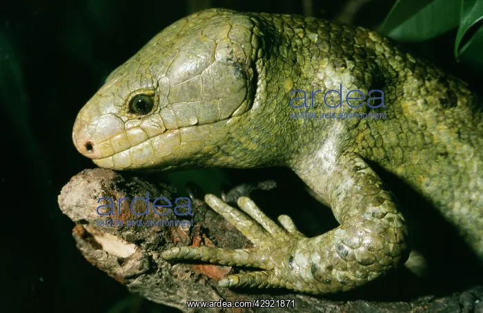 : Prehensile tailed / monkey-tailed SKINK / Lizard : Prehensile tailed / monkey-tailed SKINK / Lizard