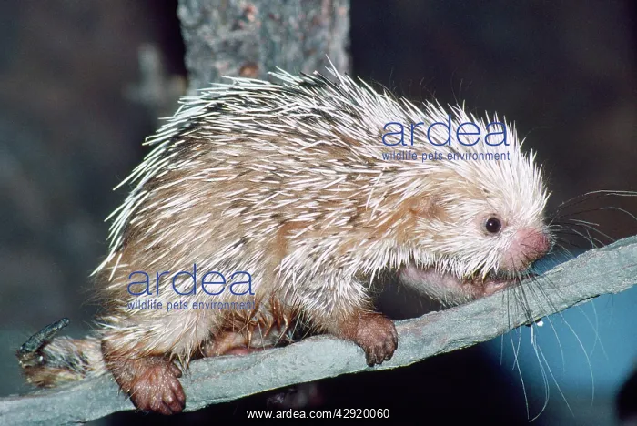  : Prehensile-tailed Porcupine