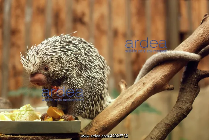 : Prehensile-tailed Porcupine : Prehensile-tailed Porcupine