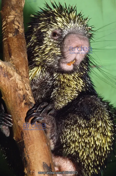 : Prehensile-tailed Porcupine : Prehensile-tailed Porcupine