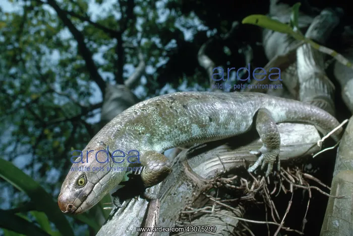 : Prehensile-tailed Skink : Prehensile-tailed Skink