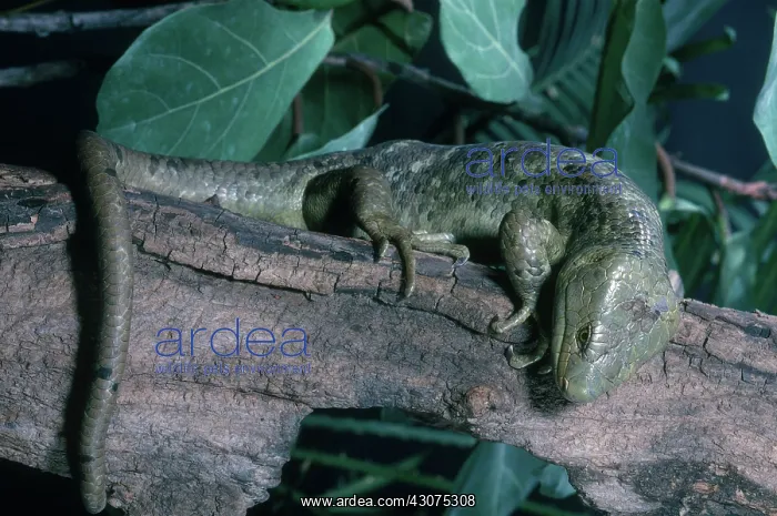 : Prehensile-tailed Skink : Prehensile-tailed Skink