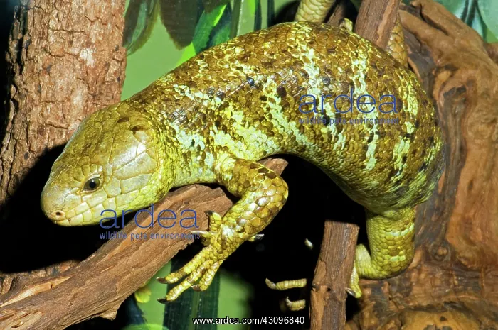 : Prehensile Tailed Skink : Prehensile Tailed Skink
