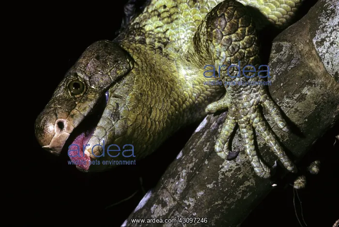 : Prehensile-tailed Skink : Prehensile-tailed Skink