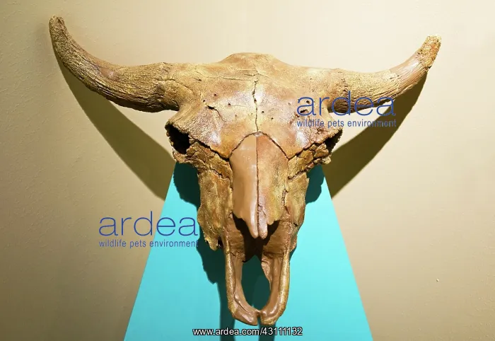 : Prehistoric Bison Skull : Prehistoric Bison Skull