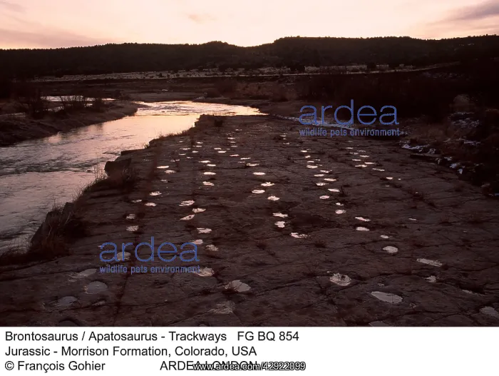 : PREHISTORIC - Brontosaurus / Apatosaurus Trackways : PREHISTORIC - Brontosaurus / Apatosaurus Trackways
