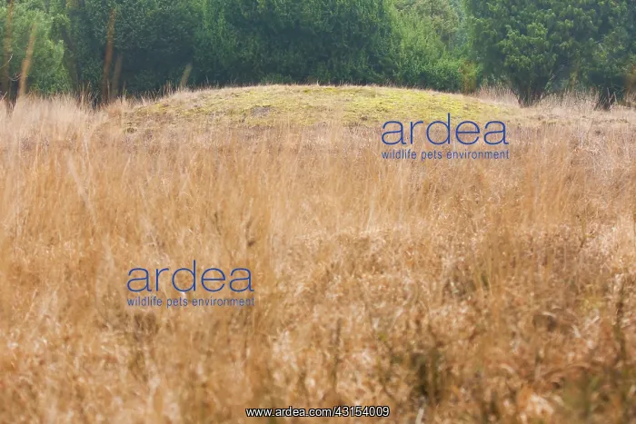 : Prehistoric burial mound in heathland : Prehistoric burial mound in heathland