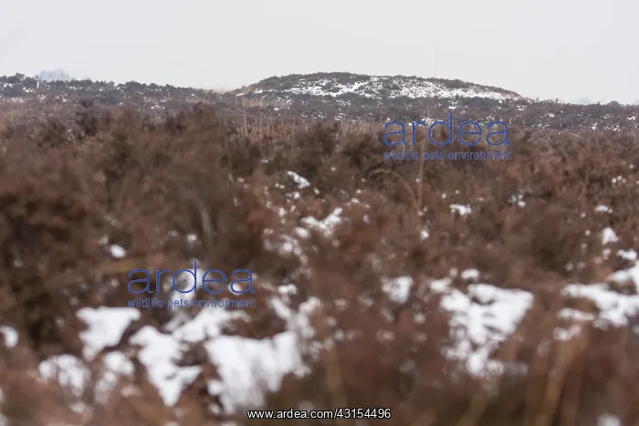 : Prehistoric burrial mound in heathland with snow : Prehistoric burrial mound in heathland with snow