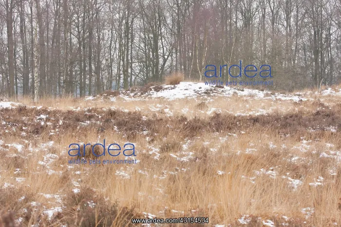 : Prehistoric burrial mound in heathland with snow : Prehistoric burrial mound in heathland with snow
