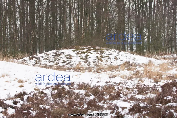  : Prehistoric burrial mound in heathland with snow