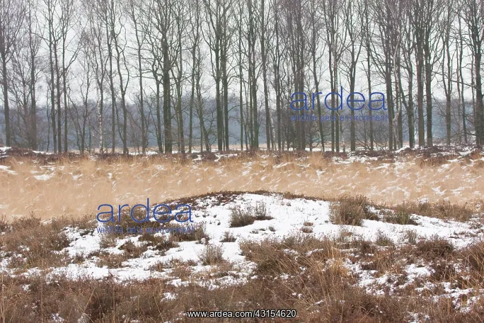  : Prehistoric burrial mound in heathland with snow