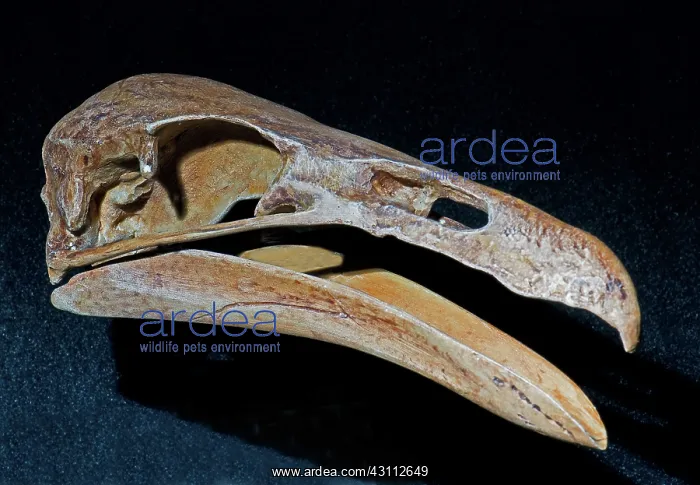 : Prehistoric Condor (Gymnogyps kofordi) : Prehistoric Condor (Gymnogyps kofordi)