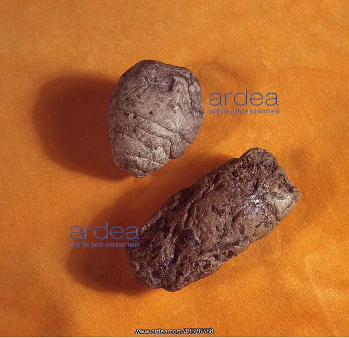 : PREHISTORIC - Coprolites - Fossilised dinosaur faeces : PREHISTORIC - Coprolites - Fossilised dinosaur faeces
