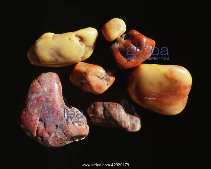 : Prehistoric Dinosaur Gastroliths : Prehistoric Dinosaur Gastroliths