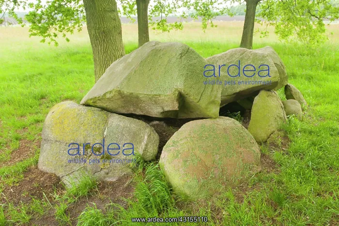 : Prehistoric dolmen in grassland in spring : Prehistoric dolmen in grassland in spring