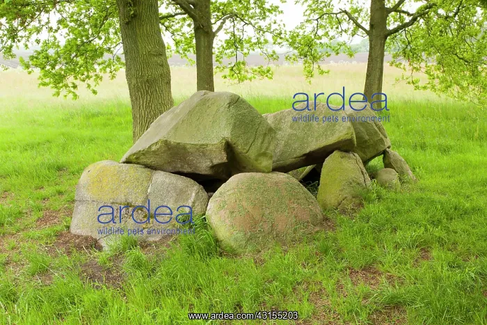 : Prehistoric dolmen in grassland in spring : Prehistoric dolmen in grassland in spring